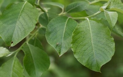 30 éves lesz az Év fája mozgalom