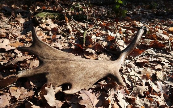 A hullajtott agancs nem gyűjthető!