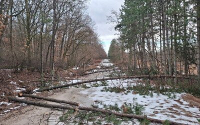 A Soproni Parkerdő fáit sem kímélte a hó