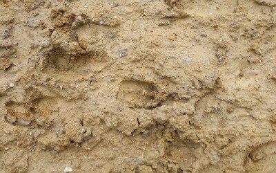 Programajánló: nyomkeresés a téli erdőben