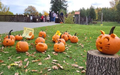 Tökfaragó családi nap volt az Erdő Házában