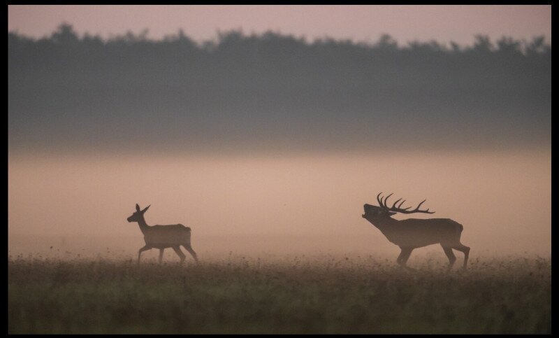 Vadgazdálkodás Vadgazdálkodás