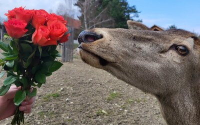 Valentin napi kedvezmény a vadasparkban