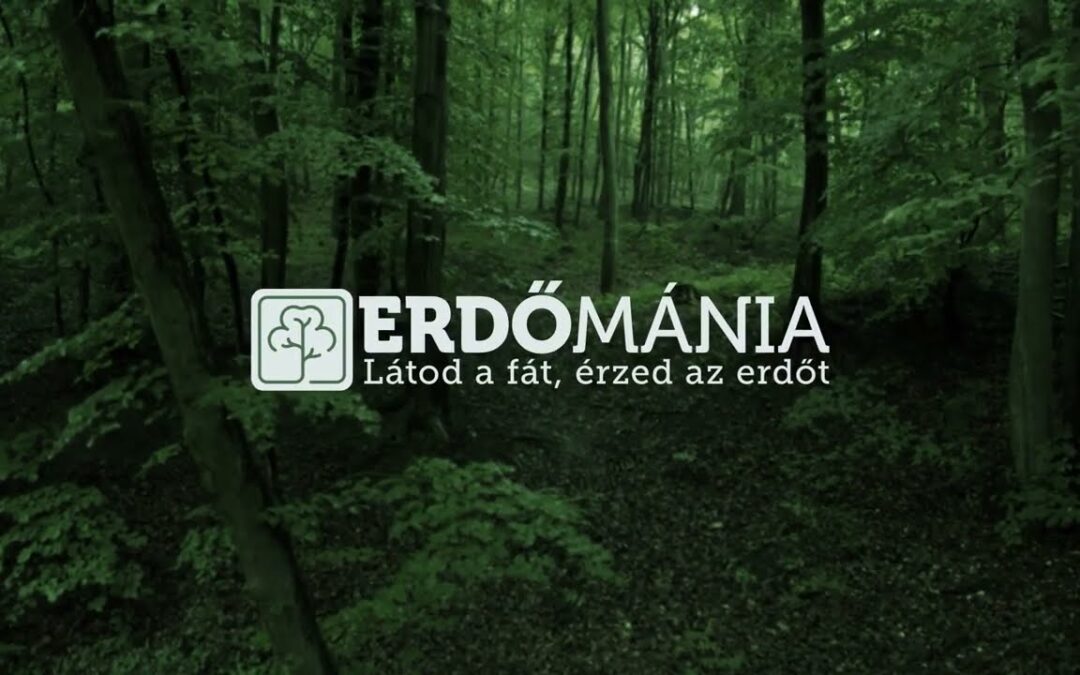 Hogyan kezelik az erdészek a nemzeti zöldvagyont? Erdőmánia Podcast