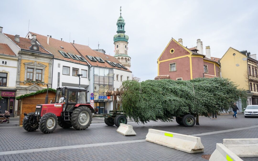 Megérkezett a város karácsonyfája a Várkerületre!